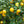 Yellow Citrus Lemon Tree Fruit Seeds for Planting – Heirloom, Non-GMO, Organic Garden Seeds with High Germination