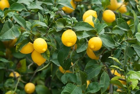 Yellow Citrus Lemon Tree Fruit Seeds for Planting – Heirloom, Non-GMO, Organic Garden Seeds with High Germination