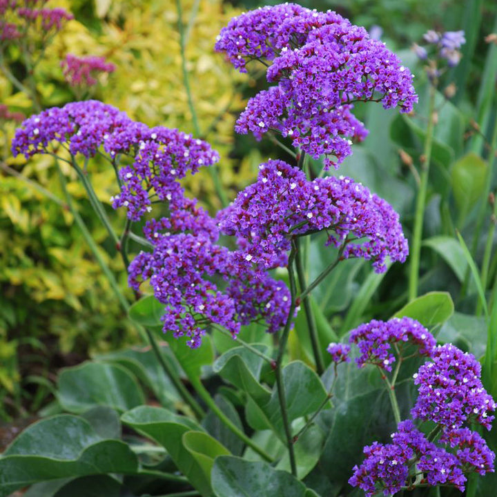 Limonium Flower Seeds for Planting | Heirloom Non-GMO High Germination Seeds