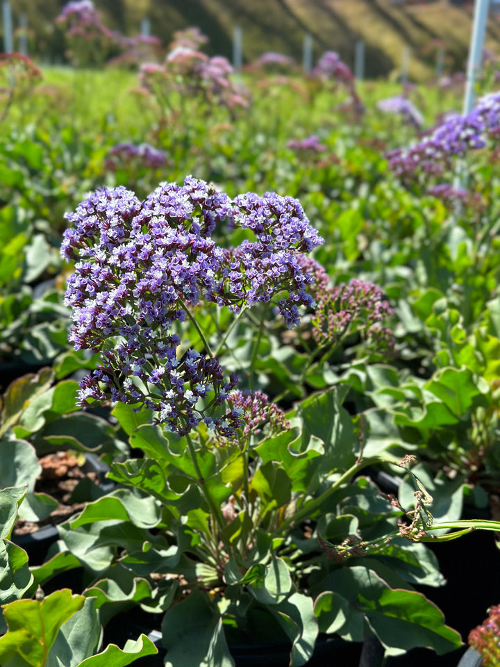 Limonium Flower Seeds for Planting | Heirloom Non-GMO High Germination Seeds