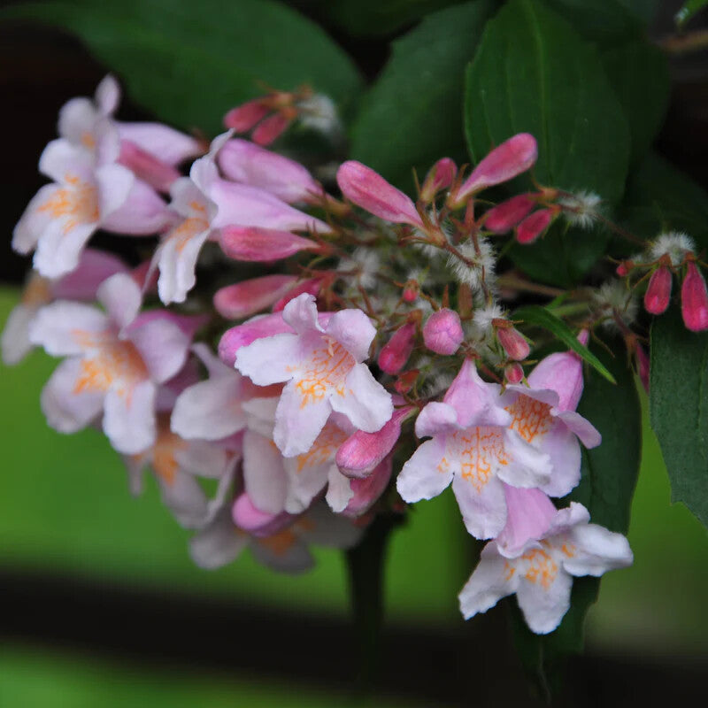 Pink Linnaea Amabilis Flower Seeds for Planting – Heirloom Non-GMO, High Germination Organic Garden Seeds