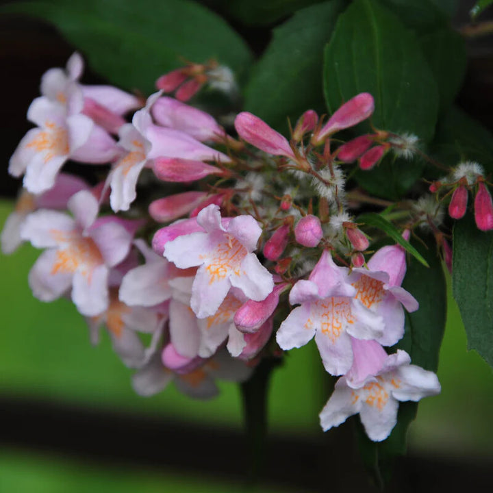 Pink Linnaea Amabilis Flower Seeds for Planting – Heirloom Non-GMO, High Germination Organic Garden Seeds