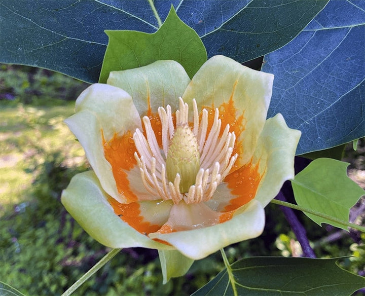Liriodendron Flower Seeds for Planting – Heirloom Non-GMO, High Germination Organic Garden Seeds, Drought Tolerant