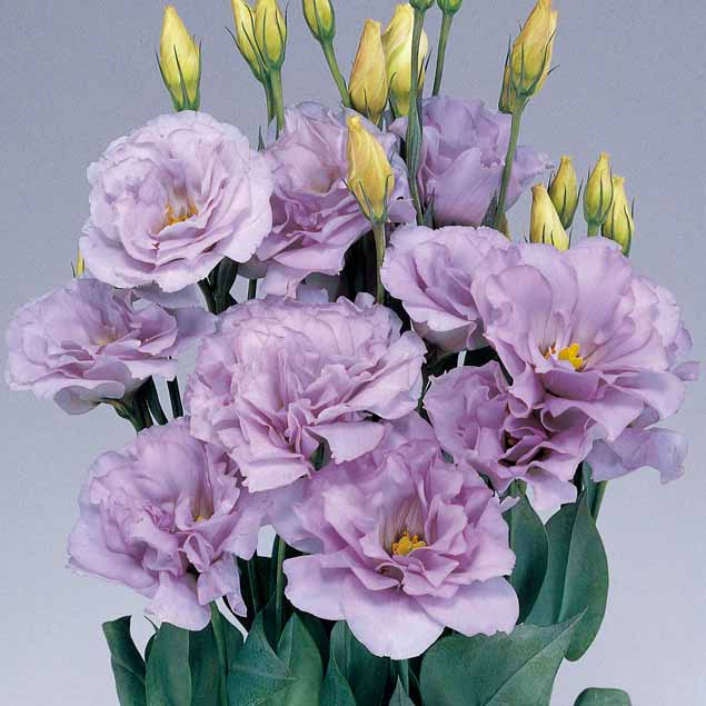 Lavender Lisianthus Flower Seeds for Planting – Heirloom Non-GMO, High Germination Organic Garden Seeds