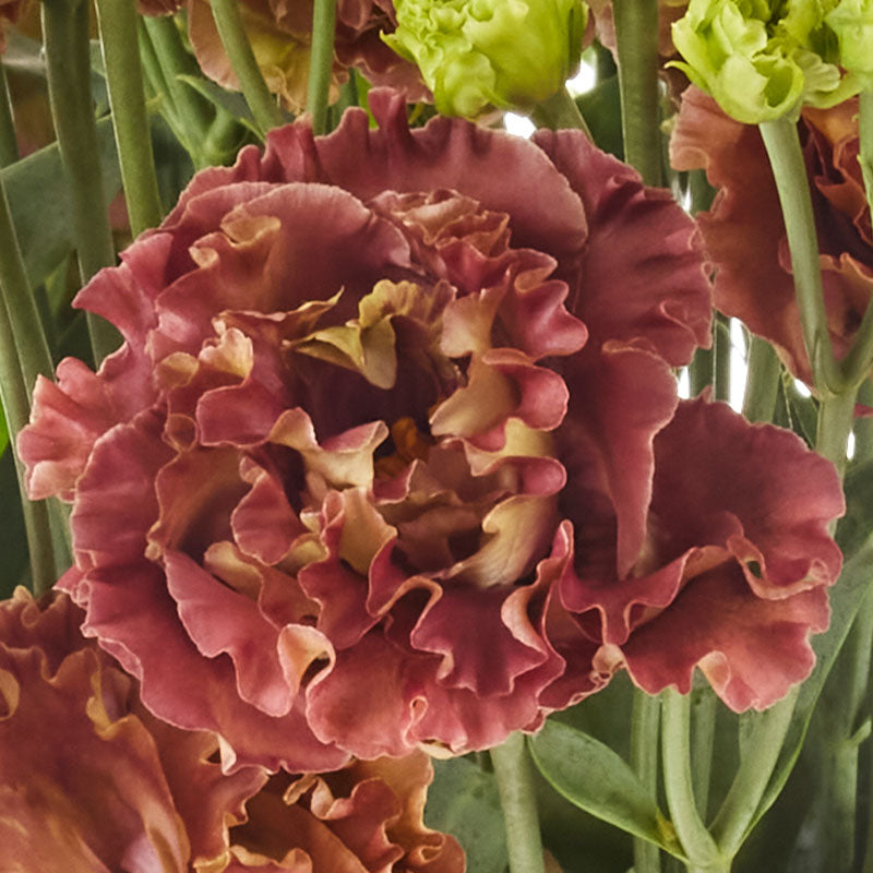 Rosanne 3 Brown Pelleted Lisianthus Flower Seeds for Planting – Heirloom, Non-GMO, High Germination