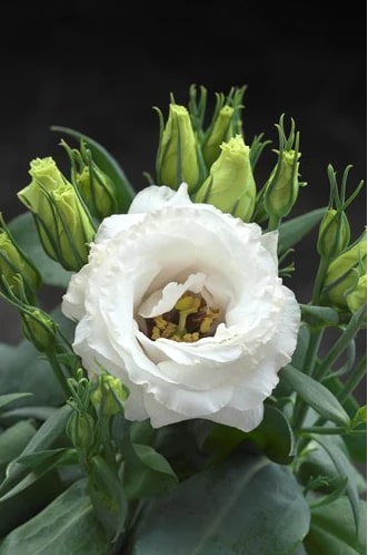 Eustomia Flower Seeds for Planting – Perfect for Borders, Heirloom Non-GMO, High Germination Organic Garden Seeds