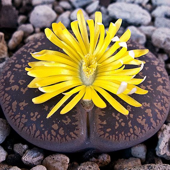 Lithops Succulent Flower Seeds for Planting – Sun Loving, Heirloom & Non-GMO Organic Garden Seeds