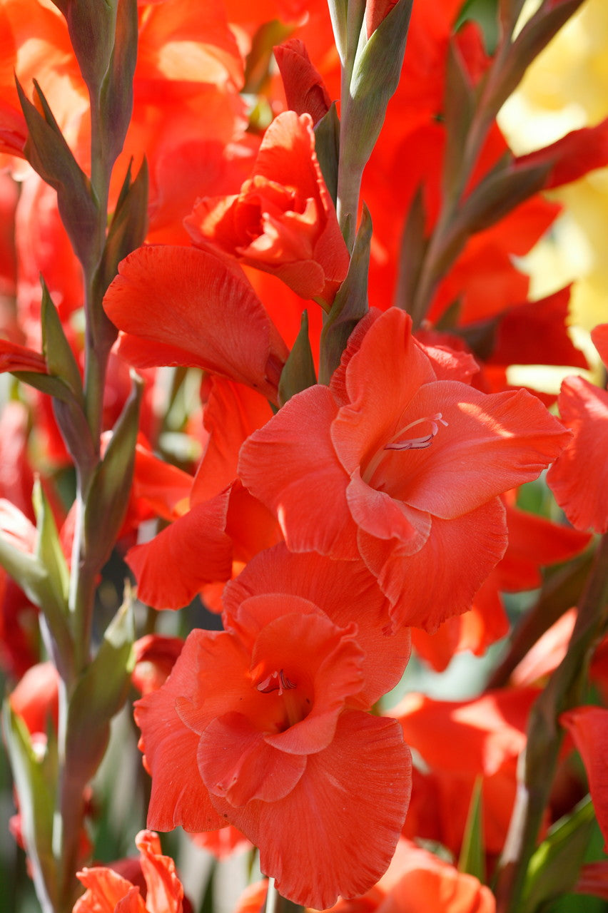 Dark Orange Gladiolus Flower Seeds for Planting – Pollinator Friendly, Heirloom &amp; Non-GMO Seeds for Home Garden