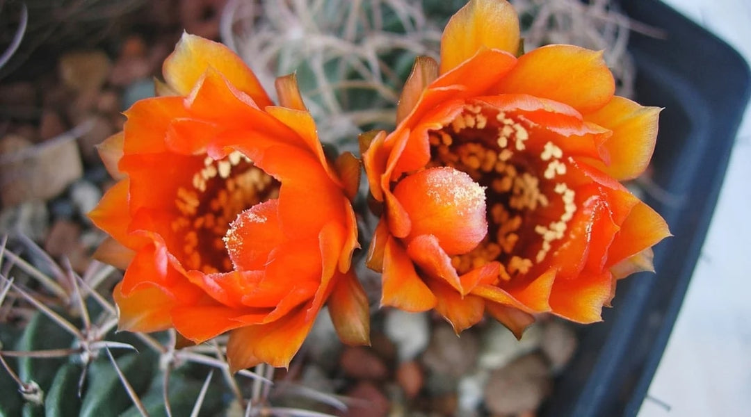 Orange Nopalxochia Flower Seeds for Planting – Heirloom Non-GMO Seeds for Home Garden