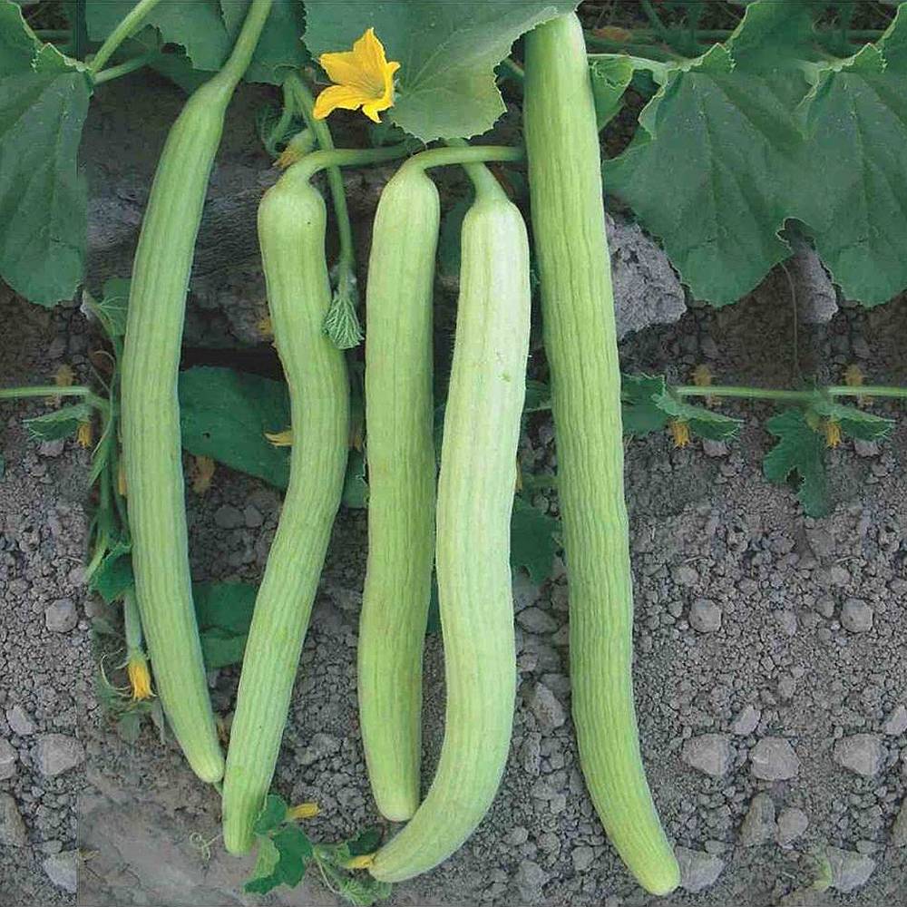 Green Long Melon Seeds for Planting – Heirloom & Non-GMO Refreshing and Fast-Growing Fruit