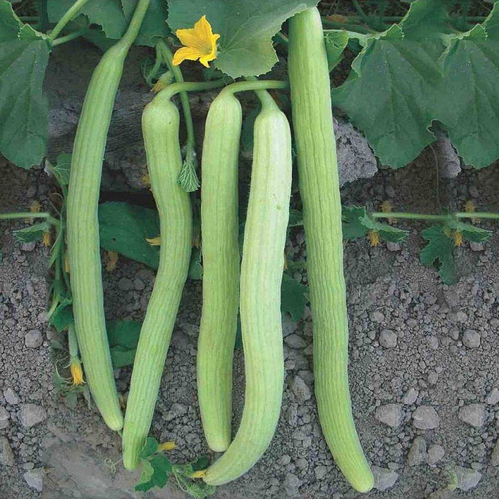 Green Long Melon Seeds for Planting – Heirloom & Non-GMO Refreshing and Fast-Growing Fruit
