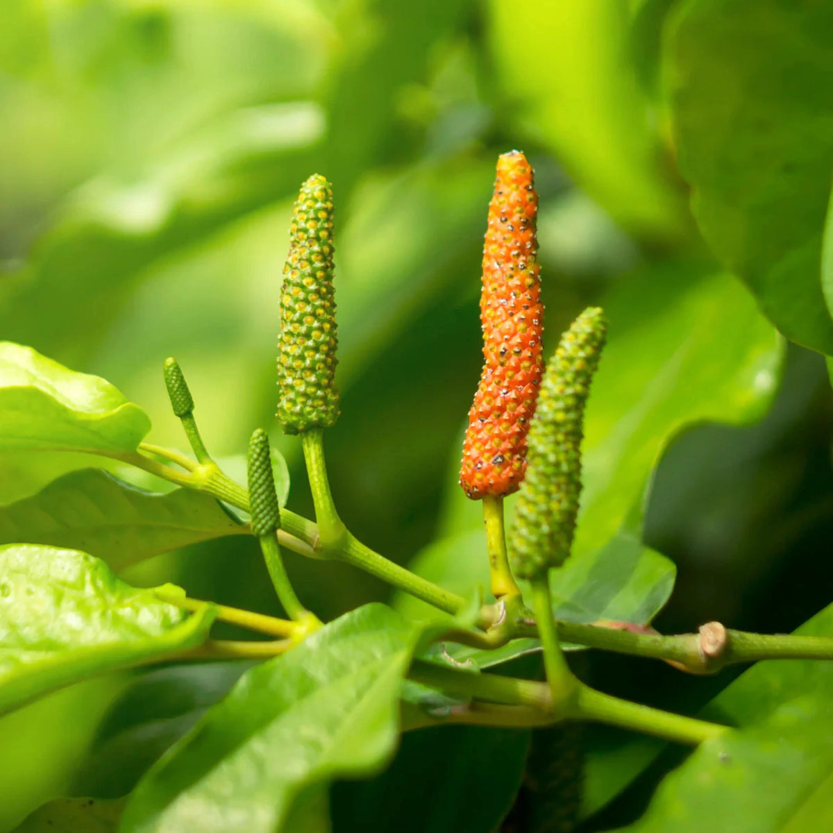 Long Pepper Seeds for Planting (Piper longum) – Heirloom, Non-GMO, Rare Culinary Spice – High Germination