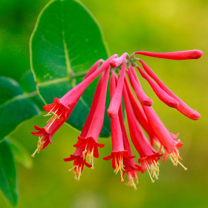 Lonicera Sempervirens Flower Seeds for Planting – Heirloom Non-GMO, High Germination Organic Garden Seeds