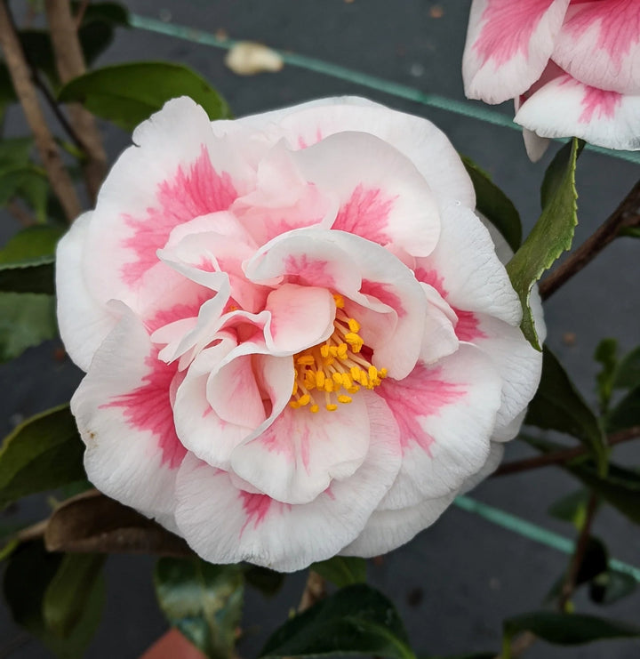 Pink White Camellia Flower Seeds for Planting – Heirloom, Non-GMO, High Germination Organic Garden Seeds
