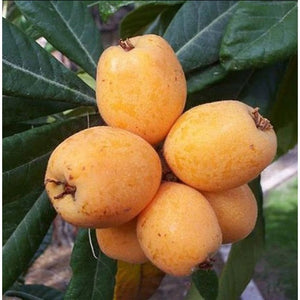 Fruit Seeds,Garden seeds, Seeds For Planting,Plant Seeds