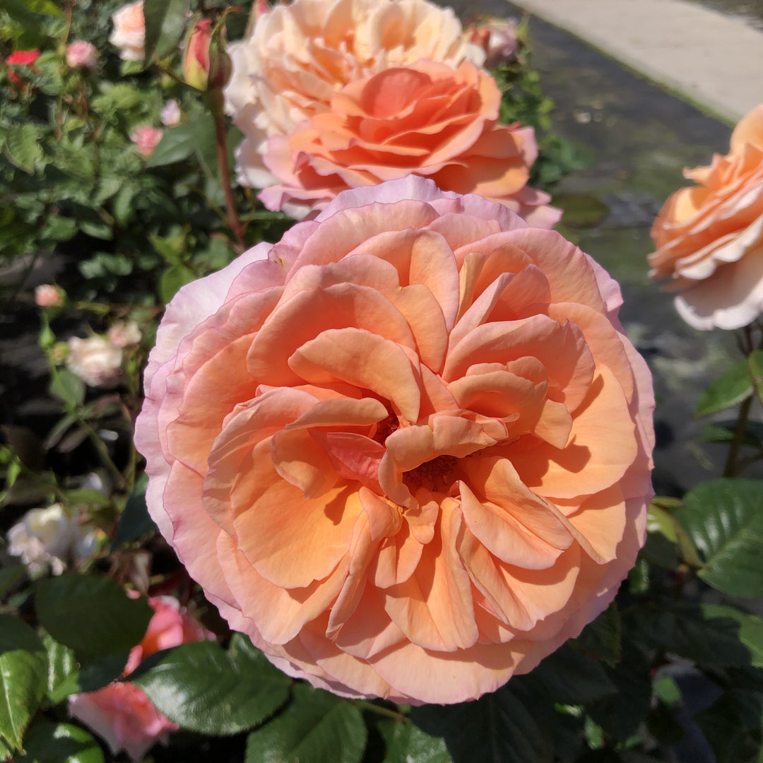 Light Orange Double Petal English Rose Flower Seeds for Planting – Heirloom Non-GMO High Germination Seeds