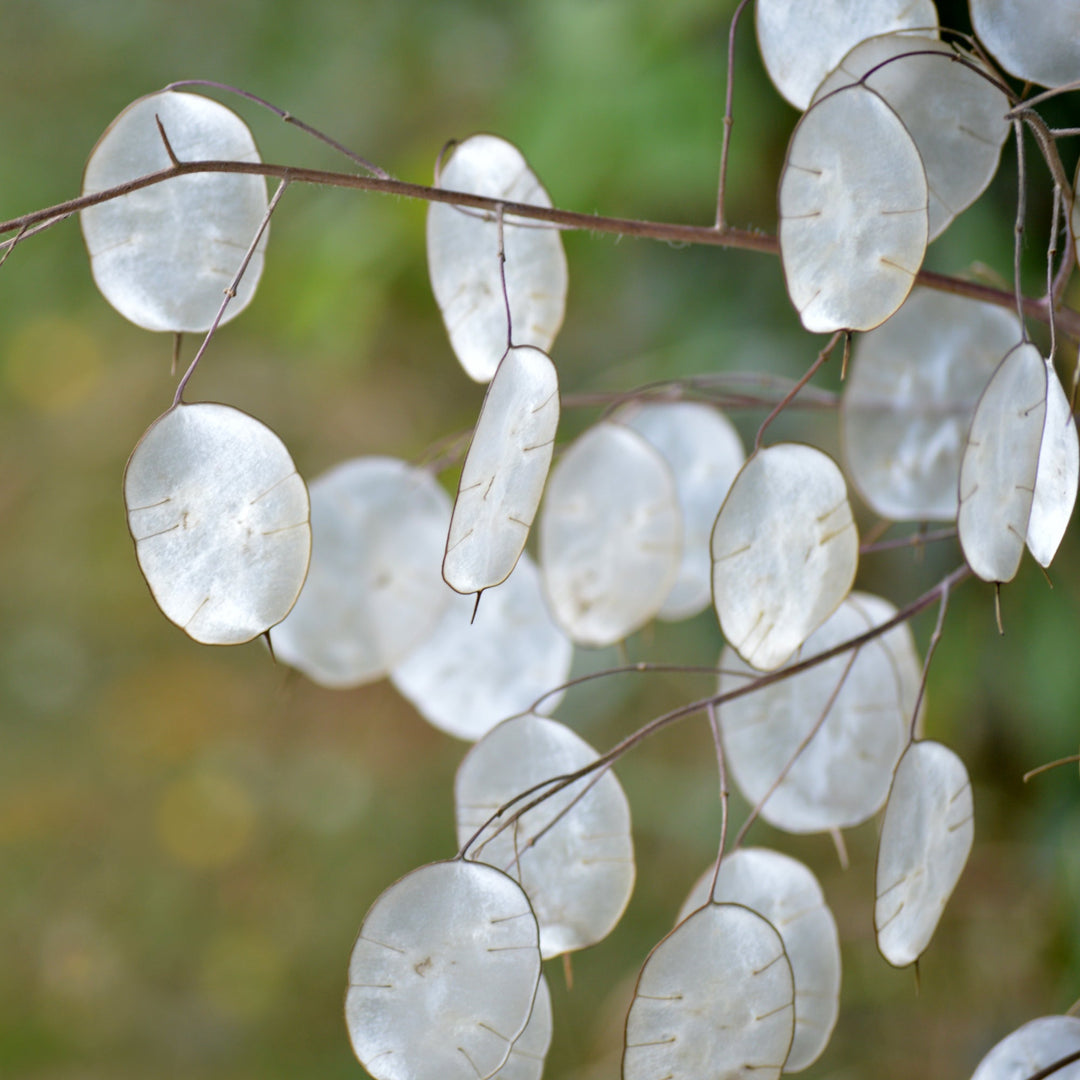 planting lunaria seeds Lunaria Flower Seeds for Planting Heirloom Non-GMO High Germination Or – Earthechoseeds