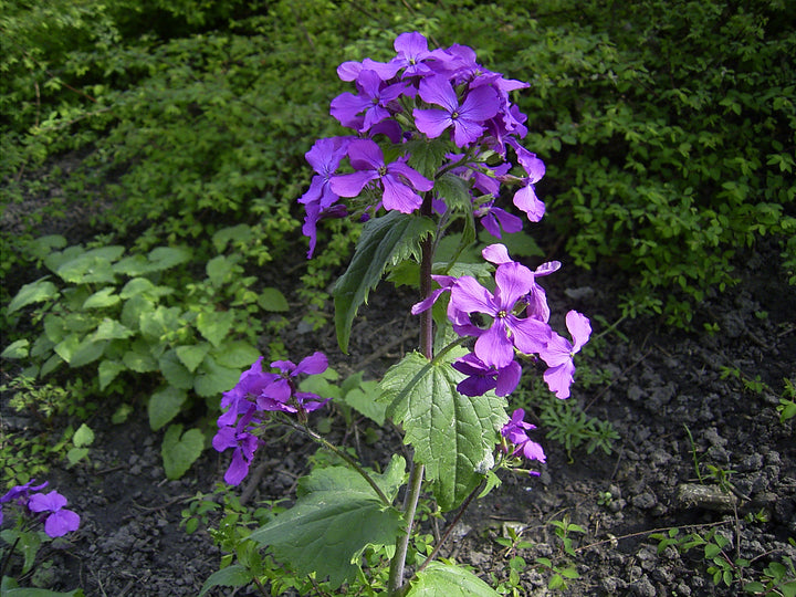 Lunaria Flower Seeds for Planting – Sun Loving Heirloom Non-GMO, High Germination Organic Garden Seeds