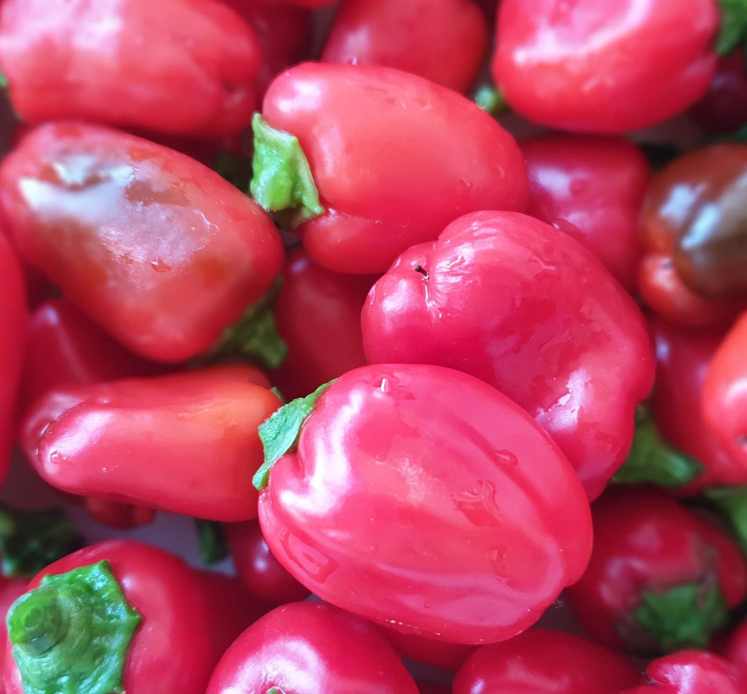 Pink Pepper Vegetable Seeds for Planting – Heirloom &amp; Non-GMO Garden Seeds