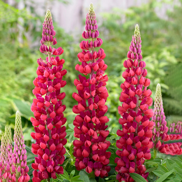 Red Lupin Flower Seeds for Planting – Heirloom Non-GMO, High Germination Organic Garden Seeds