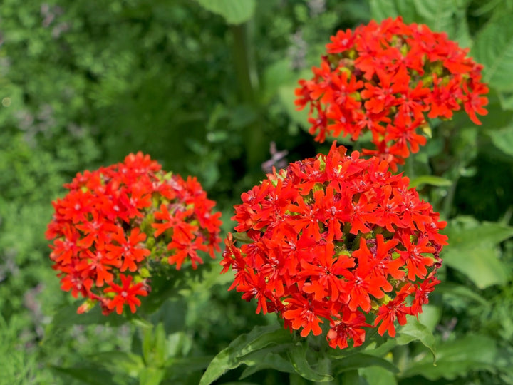 Flower Seeds, Seeds,Seeds For Planting,Plant Seeds