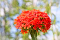 Lychnis Chalcedonica Flower Seeds for Planting – Colorful Display Heirloom Non-GMO High Germination Garden Seeds