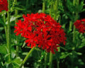 Lychnis Chalcedonica Flower Seeds for Planting – Colorful Display Heirloom Non-GMO High Germination Garden Seeds