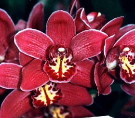 Dark Red Orchid Flower Seeds for Planting – Heirloom Non-GMO, High Germination Organic Garden Seeds