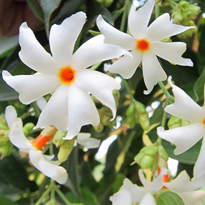 Coral Jasmine Flower Seeds for Planting – Heirloom, Non-GMO, High Germination Organic Garden Seeds