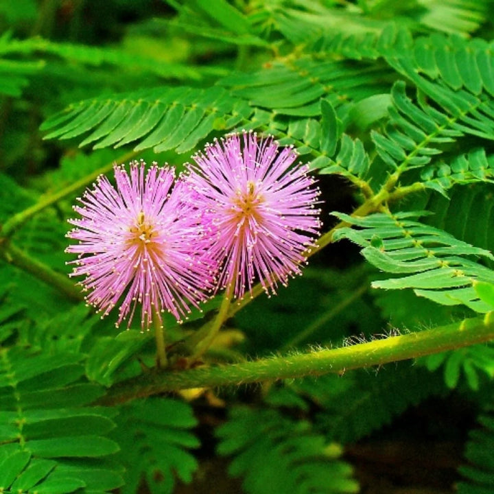 Mimosa Pudica Flower Seeds for Planting – Drought Tolerant, Heirloom & Non-GMO Seeds for Home Garden