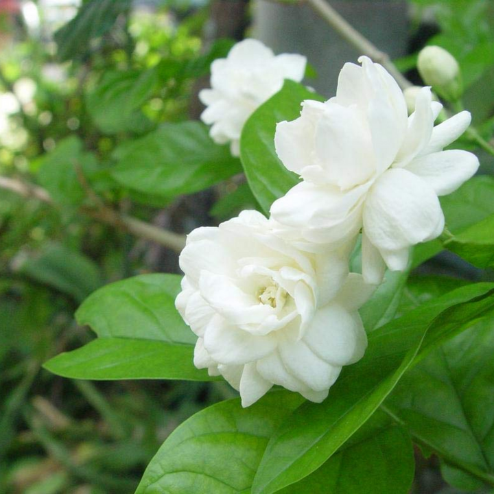 Flower Seeds, Seeds,Seeds For Planting,Plant Seeds