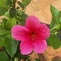 Hibiscus Rosa-Sinensis Flower Seeds for Planting – Heirloom, Non-GMO, Pollinator-Friendly Garden Seeds
