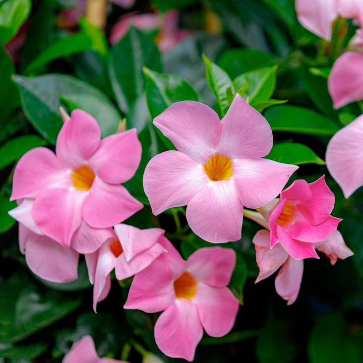 Heirloom Pink Mandevilla Sanderi Flower Seeds for Planting – Shade Tolerant, Non-GMO, High Germination Organic Garden Seeds