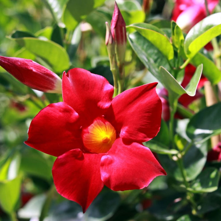Red Mandevilla Sanderi Flower Seeds for Planting – Heirloom Non-GMO High Germination Organic Garden Seeds