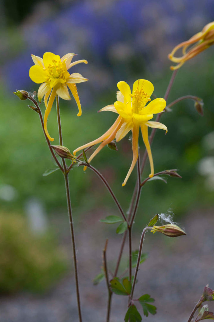 Light Yellow Aquilegia Flower Seeds for Planting – Heirloom, Non-GMO, High Germination Organic Garden Seeds