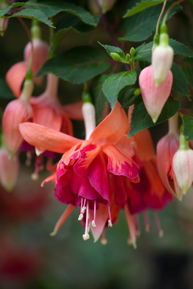 Orange Mix Fuchsia Flower Seeds for Planting – Heirloom, Non-GMO, High Germination Organic Garden Seeds