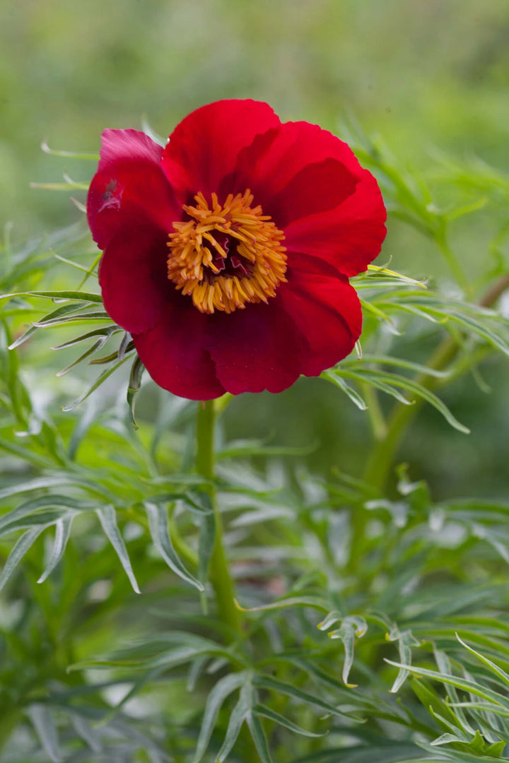 Paeonia Tenuifolia Flower Seeds for Planting – Heirloom Non-GMO, High Germination Organic Garden Seeds