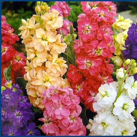 Flower Seeds, Seeds,Seeds For Planting,Plant Seeds