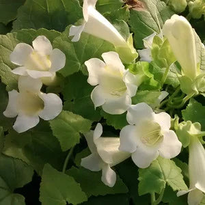 Maurandya White Lophospermum Seeds – Pollinator-Friendly Heirloom Non-GMO Flowers for Garden Planting