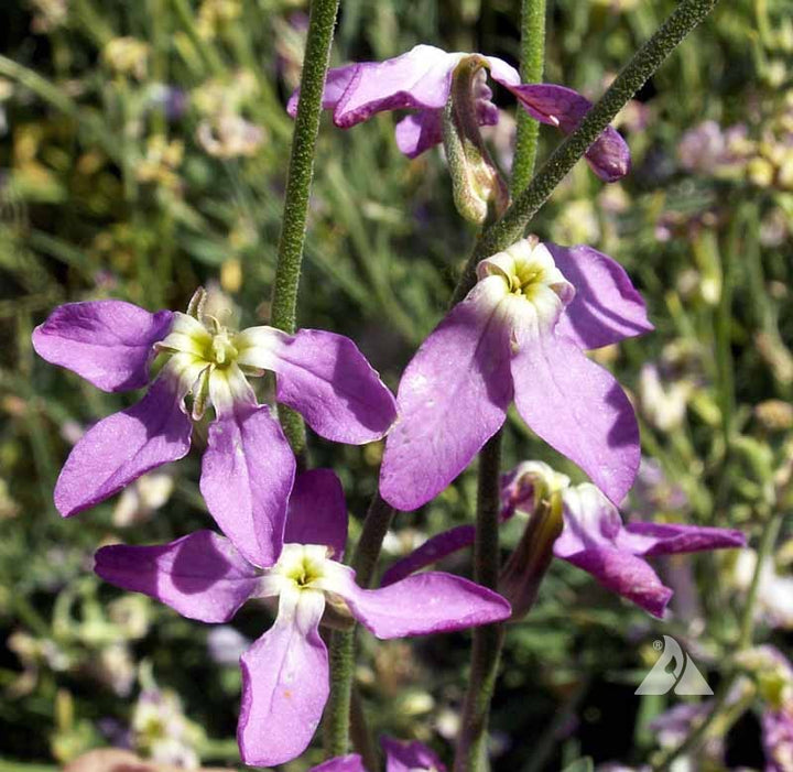 Violet Evening-Scented Flower Seeds for Planting – Heirloom Non-GMO High Germination Organic Garden Seeds