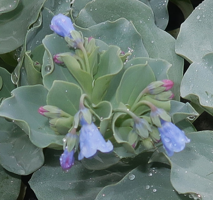 Mertensia Maritima Flower Seeds for Planting – Heirloom Non-GMO, High Germination Organic Garden Seeds