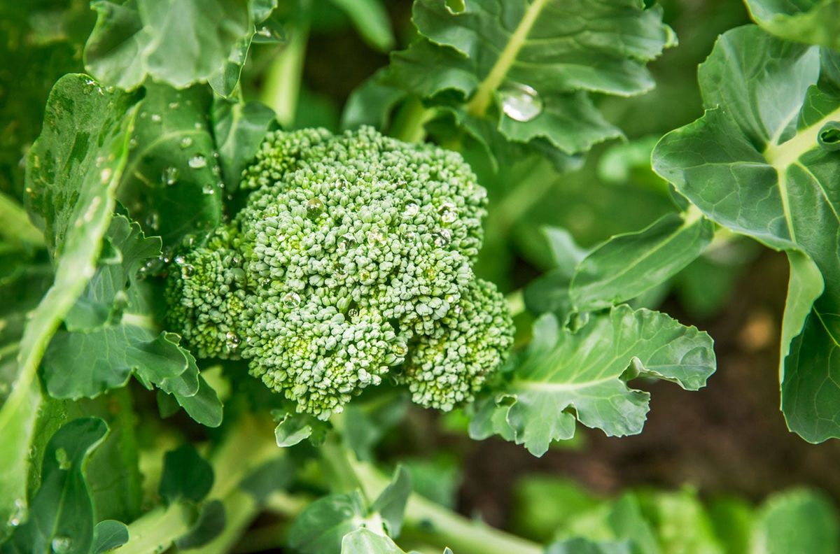 Green Catalogna Seeds for Planting – Heirloom & Non-GMO Fresh Green Leafy Garden Variety