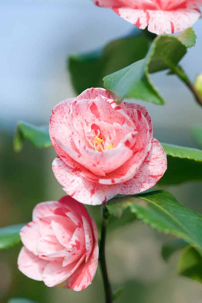Camellia Flower Seeds for Planting – Low Maintenance, Heirloom & Non-GMO Organic Garden Seeds
