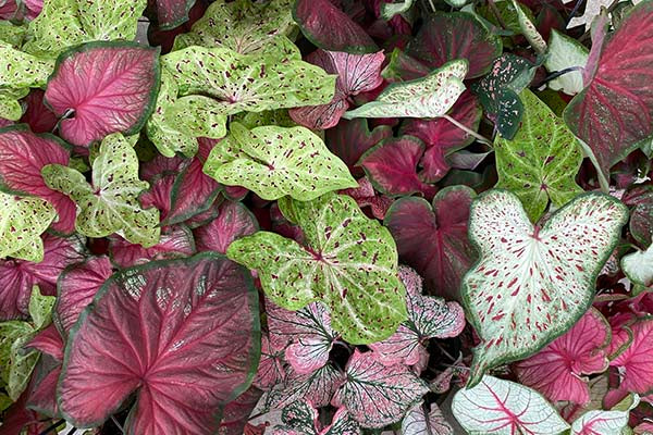 Mixed Caladium Leaf for Planting – Cottage Garden Essential, Heirloom, Non-GMO, High Germination Organic Garden Seeds