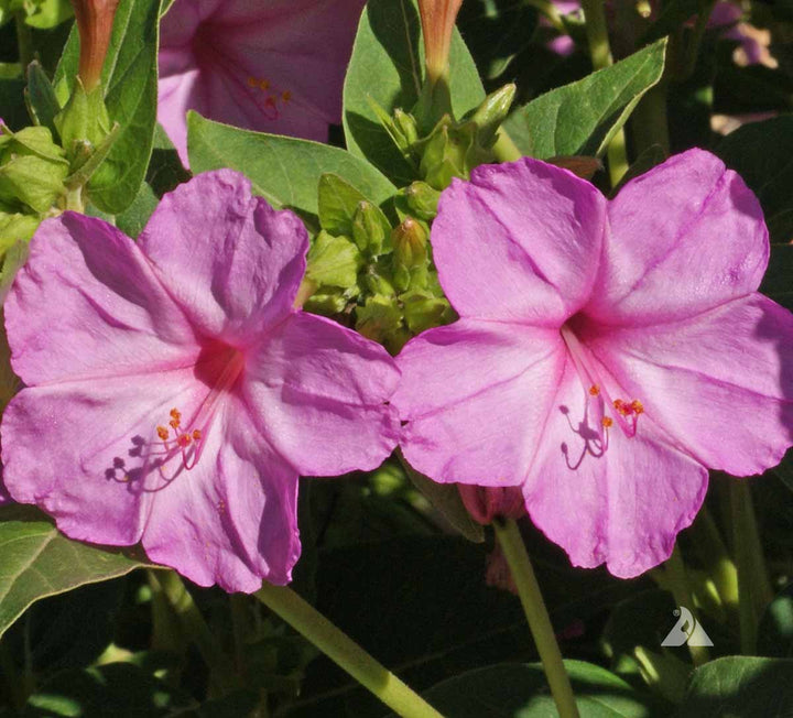 Light Pink Mirabilis Flower Seeds for Planting – Low Maintenance, Heirloom, Non-GMO Home Garden