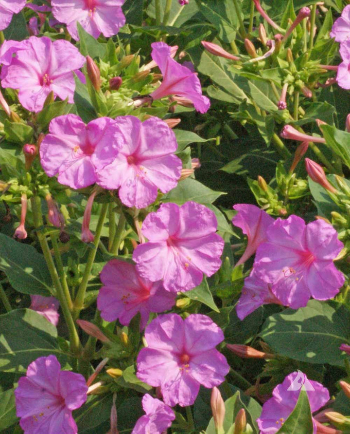 Light Pink Mirabilis Flower Seeds for Planting – Low Maintenance, Heirloom, Non-GMO Home Garden