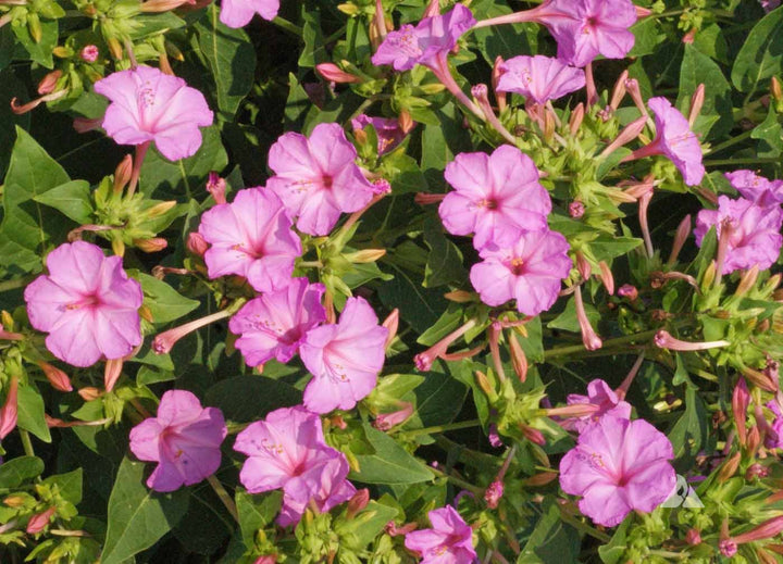 Light Pink Mirabilis Flower Seeds for Planting – Low Maintenance, Heirloom, Non-GMO Home Garden