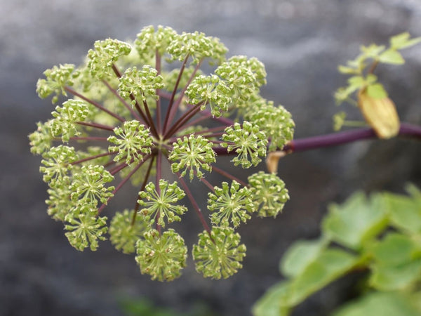 Angelica Herb Seeds for Planting – Heirloom, Non-GMO, Organic Medicinal Garden Seeds with High Germination