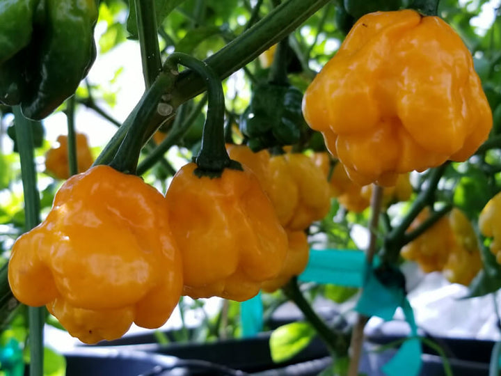 MOA Yellow Scotch Bonnet Pepper Seeds – Heirloom Non-GMO Hot Caribbean Chili Seeds for Planting, Organic Garden Seeds