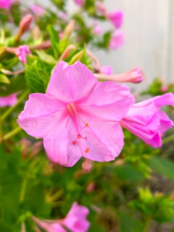 Pink Mirabilis Flower Seeds for Planting – Heirloom, Non-GMO, Hardy High Germination Variety